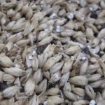 gluten-free-brewing